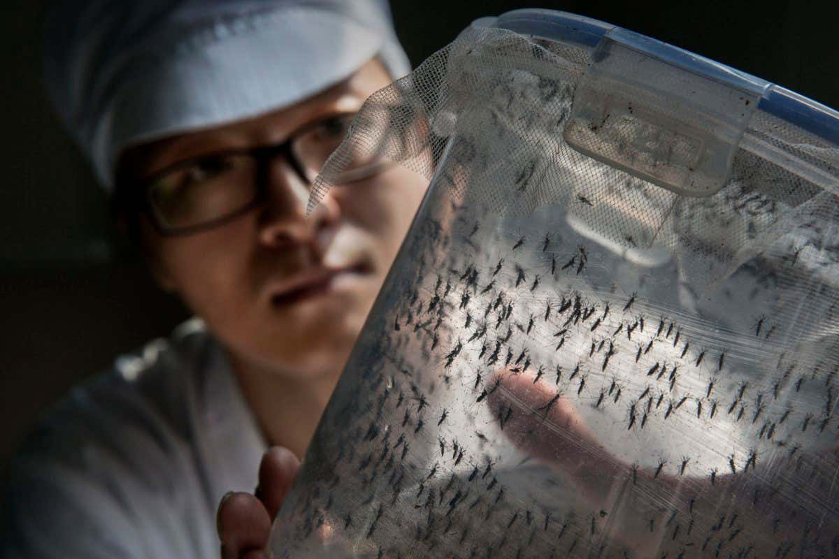 Zika or dengue infections make you more appealing to mosquitoes