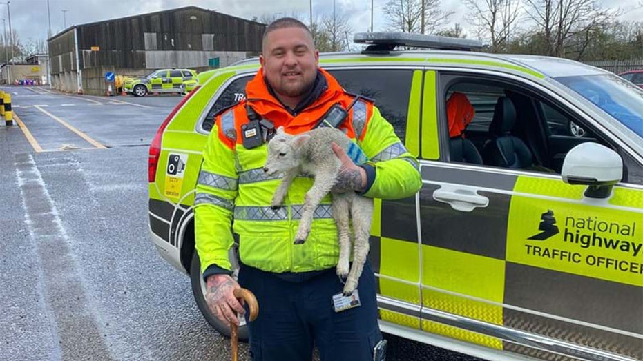Lamb rescued by observant highway workers after being stranded on busy highway for two days