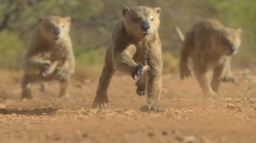 Extinct animals in Prehistoric Planet: Ice Age make it a must-watch