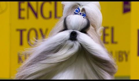 <a class="amazingslider-posttitle-link" href="https://michaelantonio.biz/types-of-dogs-you-didnt-know-existed-d%c2%9f%c2%a4%c2%af/">Types of dogs you didn't know existed ð¤¯</a> Types of dogs you didn't know existed ð¤¯